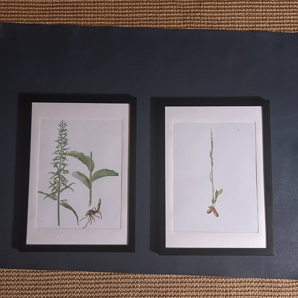 Original Antique Orchid Lithographs